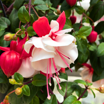 Fuchsia White (Fuchsia magellanica) Rare All Time Flowering Live Plant