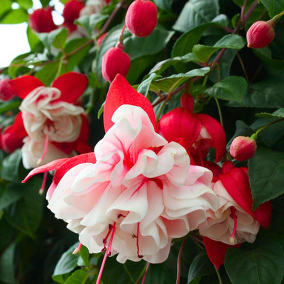 Fuchsia White (Fuchsia magellanica) Rare All Time Flowering Live Plant