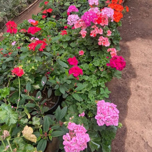 Geranium Baby Pink Creeper/Climber Flowering Live Plant