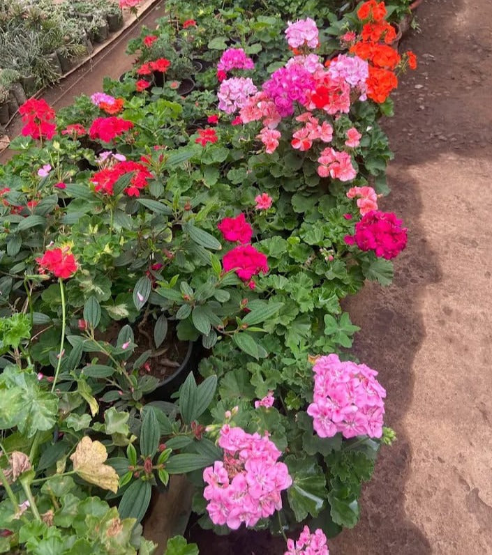 Geranium Baby Pink Creeper/Climber Flowering Live Plant