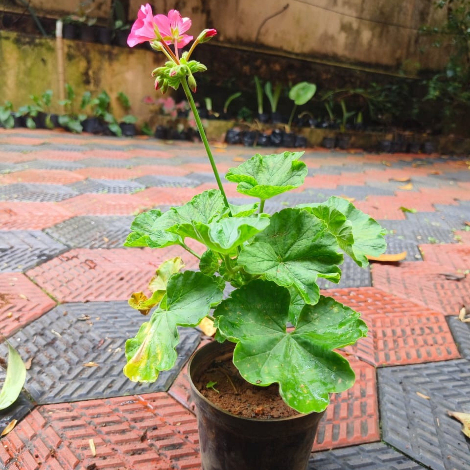 Geranium Baby Pink Creeper/Climber Flowering Live Plant