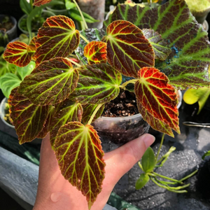 Giant's Toenail Begonia Indoor / Outdoor Live Plant
