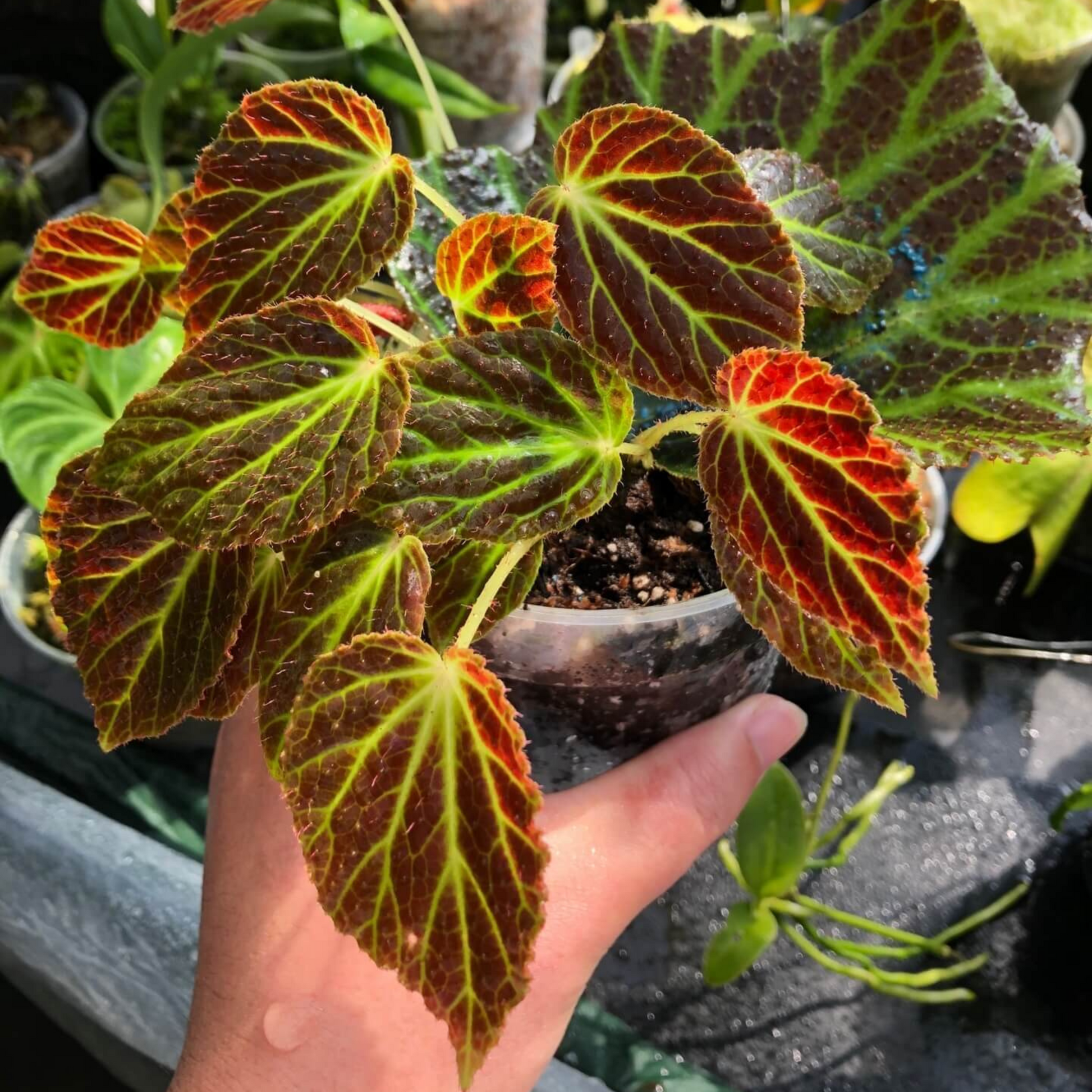 Giant's Toenail Begonia Indoor / Outdoor Live Plant