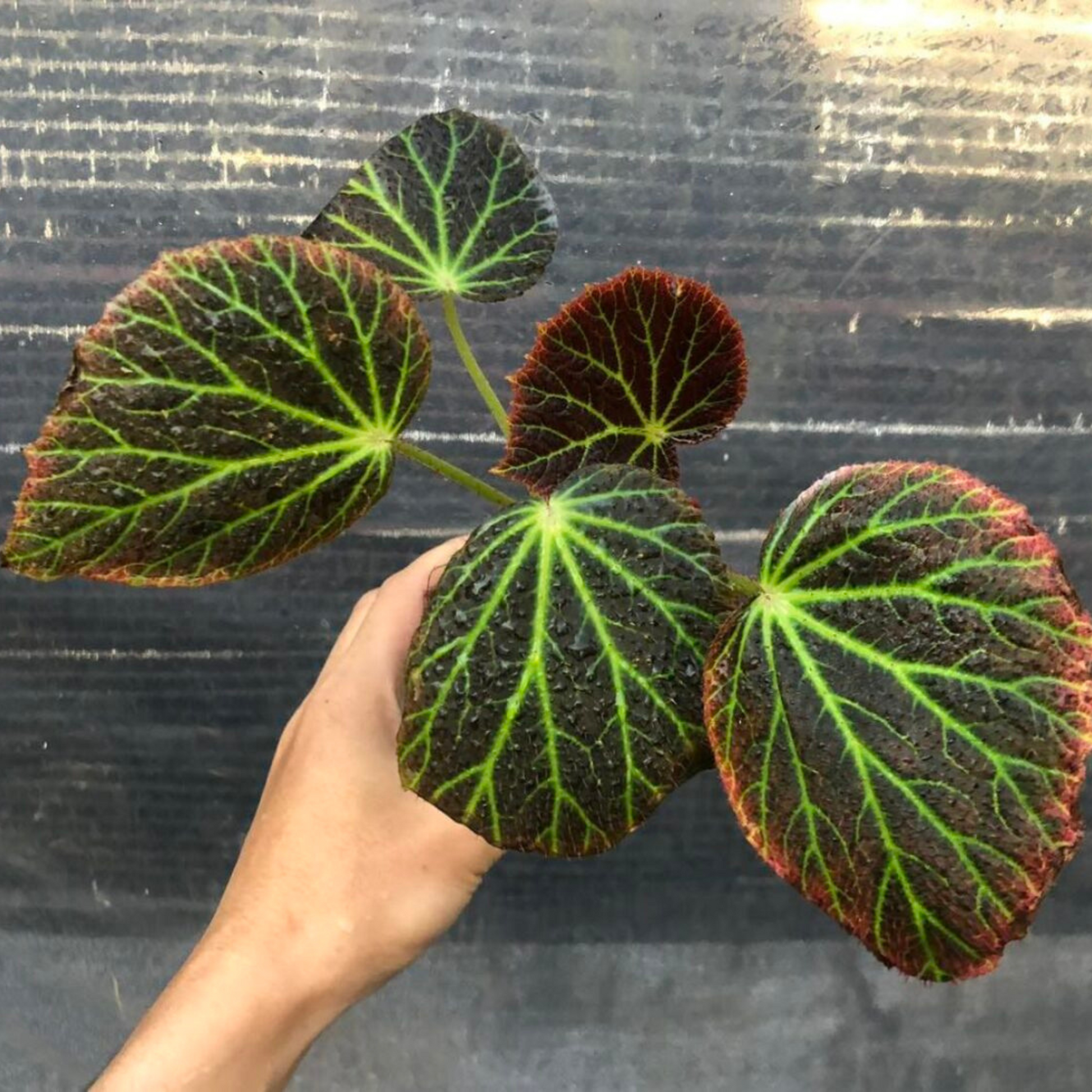 Giant's Toenail Begonia Indoor / Outdoor Live Plant