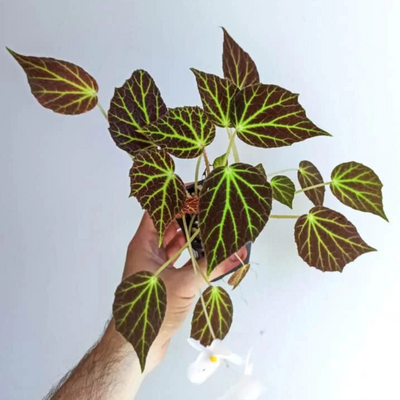 Giant's Toenail Begonia Indoor / Outdoor Live Plant