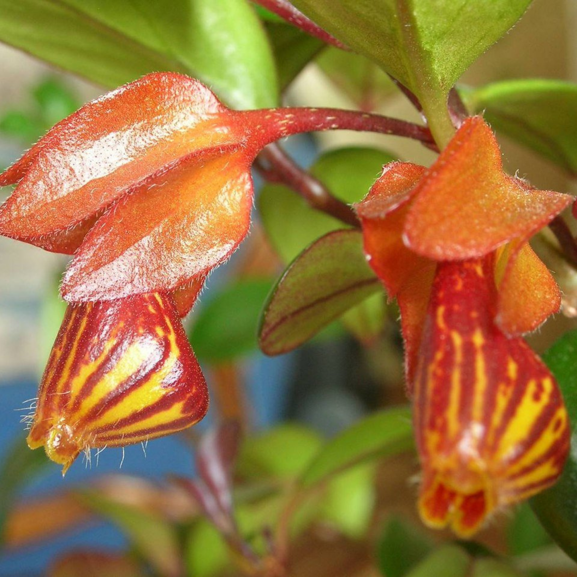 Gold Fish Red (Nematanthus gregarius) Flowering Live Plant