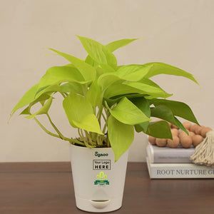 Money Plant Golden For Environment Day Gifting