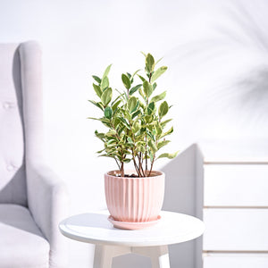 Ficus Prestige Plant
