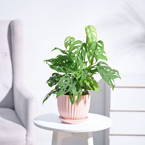 Broken Heart Plant