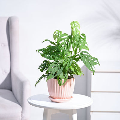 Broken Heart Plant