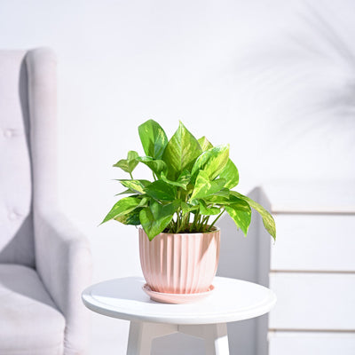 Money Plant Variegated