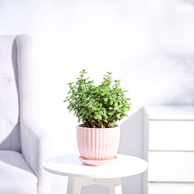 Jade Plant Mini