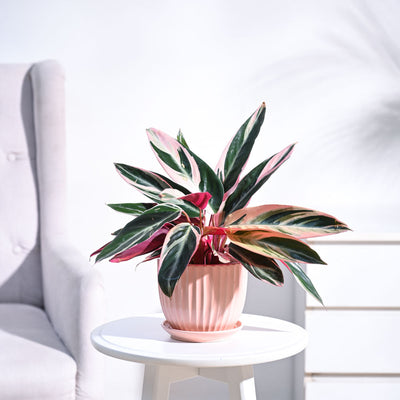 Stromanthe Triostar Plant