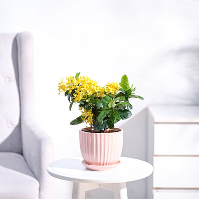 Ixora (Rugmini) Plant - Yellow