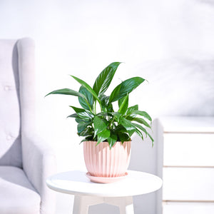 Peace Lily Plant