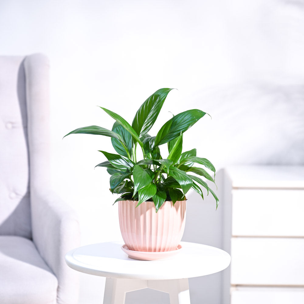 Peace Lily Plant