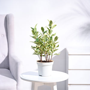 Ficus Prestige Plant
