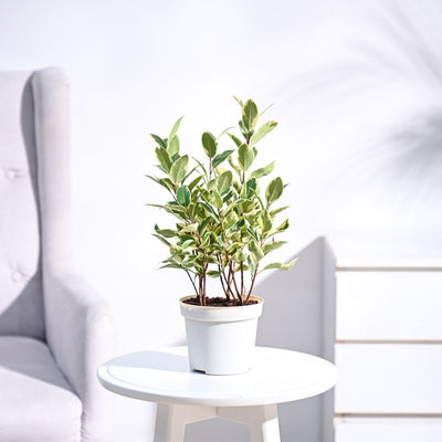 Ficus Prestige Plant