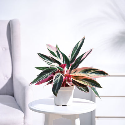 Stromanthe Triostar Plant