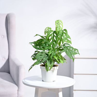 Broken Heart Plant