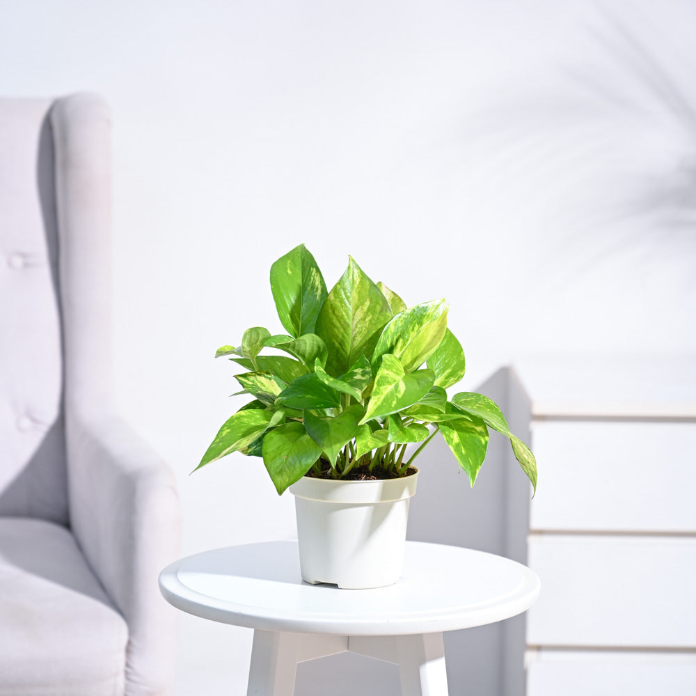 Money Plant Variegated