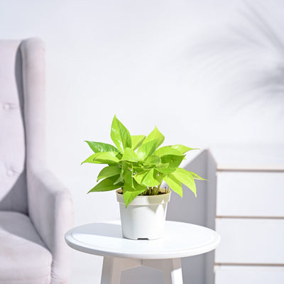 Money Plant Golden