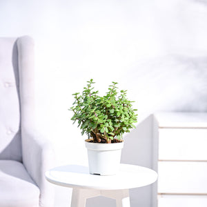 Jade Plant Mini