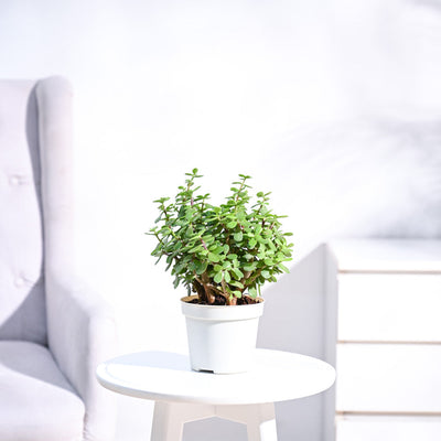 Jade Plant Mini