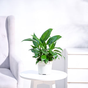 Peace Lily Plant