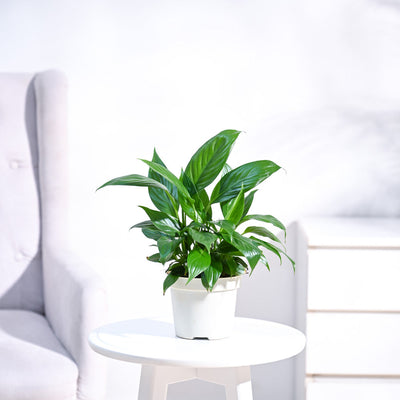 Peace Lily Plant