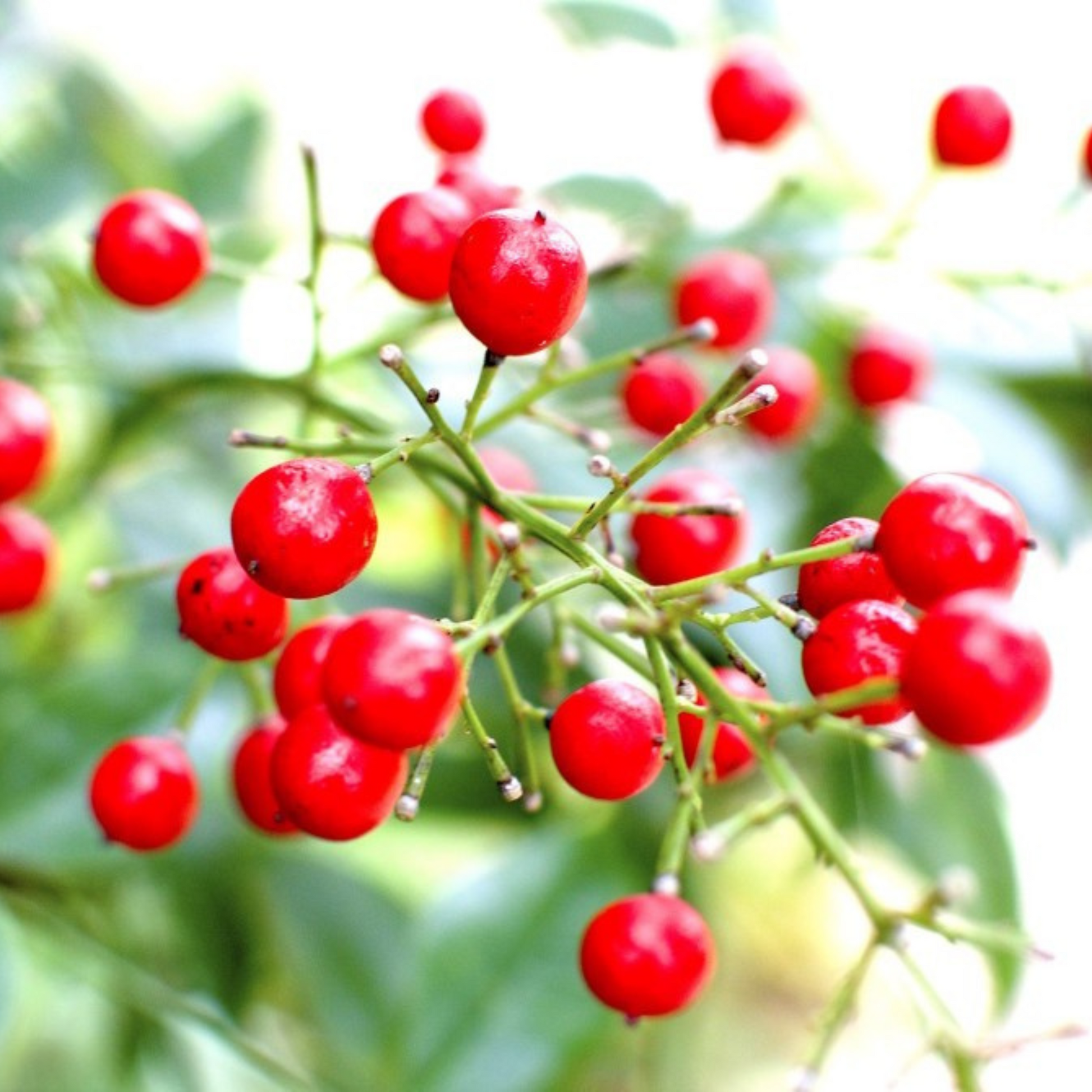 Heavenly Bamboo (Nandina domestica) Medicinal Live Plant