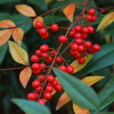 Heavenly Bamboo (Nandina domestica) Medicinal Live Plant
