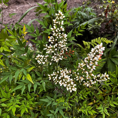 Heavenly Bamboo (Nandina domestica) Medicinal Live Plant