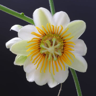 Passiflora holosericea (Krishna Kamal) Yellow Flowering Live Plant