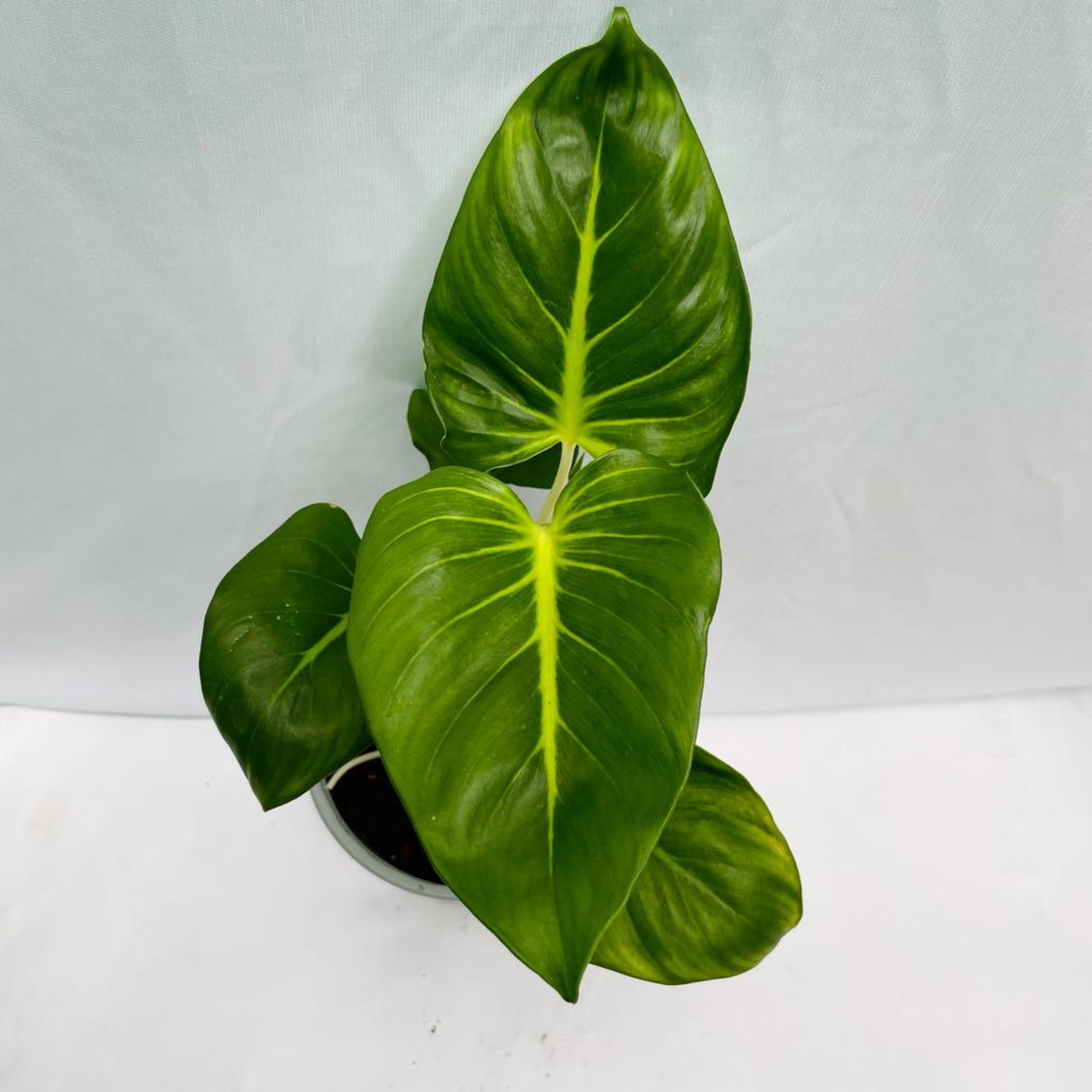 Homalomena 'Lindenii' Indoor/Outdoor Live Plant