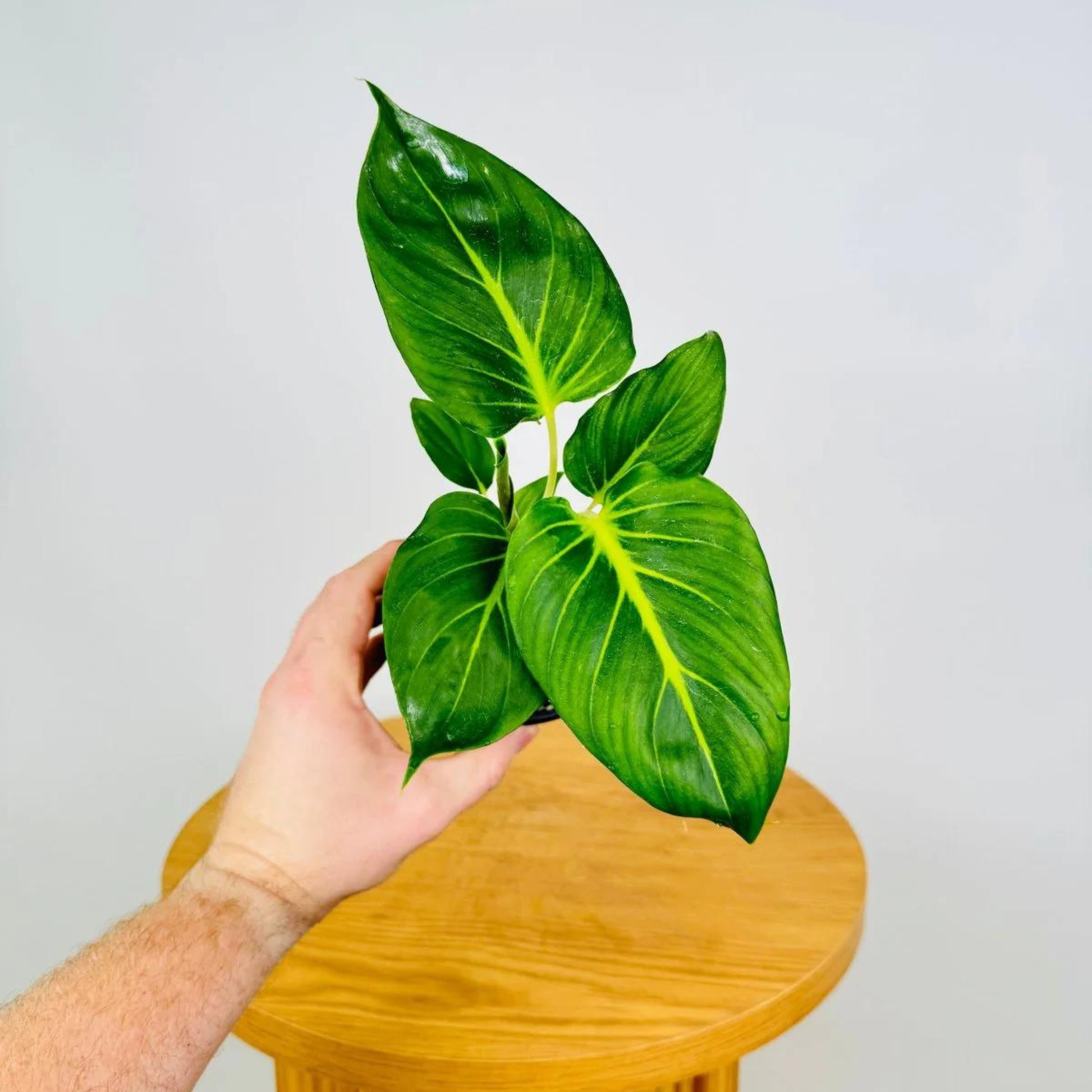 Homalomena 'Lindenii' Indoor/Outdoor Live Plant