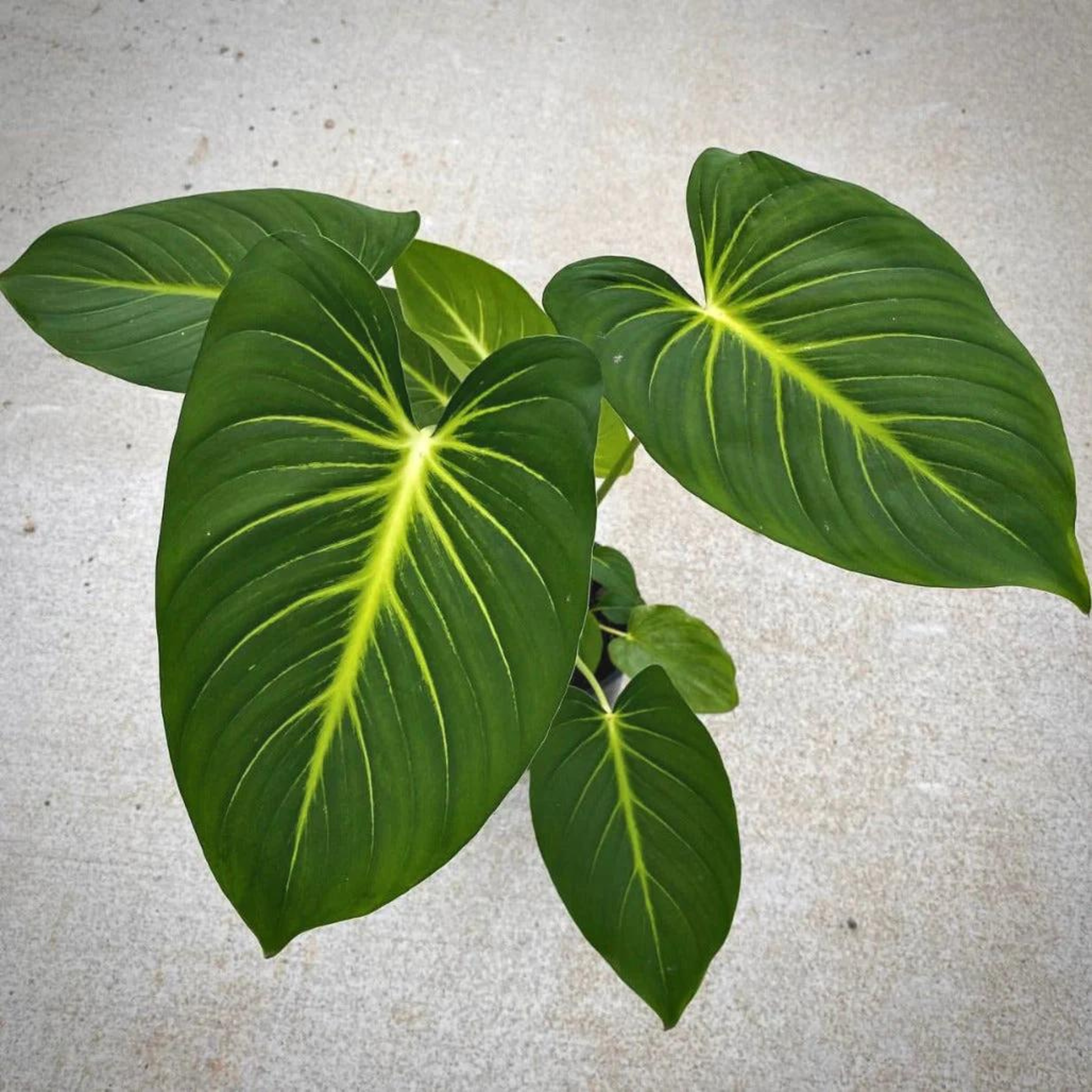 Homalomena 'Lindenii' Indoor/Outdoor Live Plant