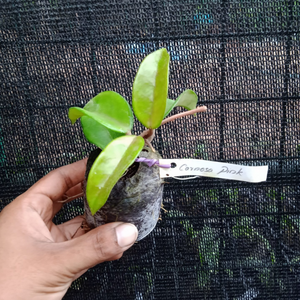 Hoya Carnosa Pink