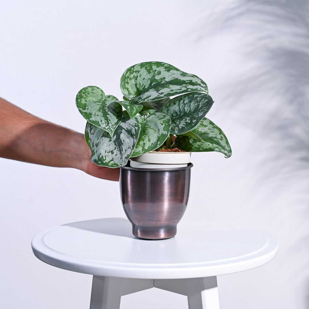 Gunmetal Goblet Planter