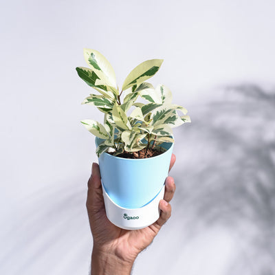 Ficus Prestige Plant