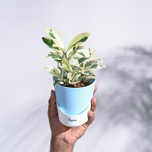 Ficus Prestige Plant