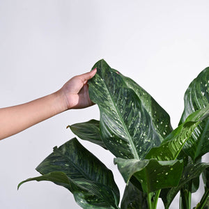 Dieffenbachia Plant XL