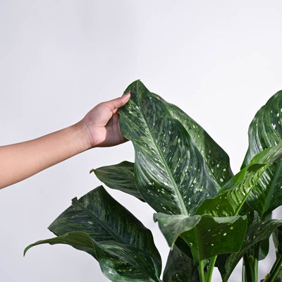 Dieffenbachia Plant XL