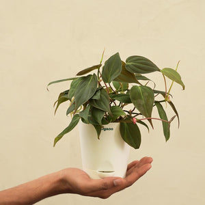Philodendron Micans Plant For Environment Day Gifting