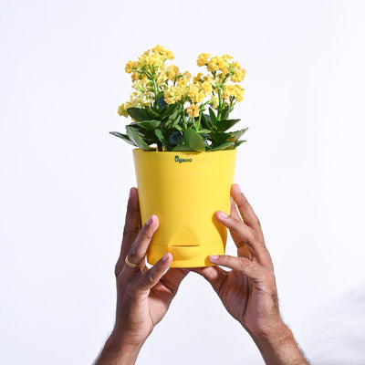 Kalanchoe Plant - Yellow