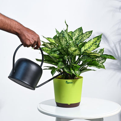 Aglaonema Snow White Plant