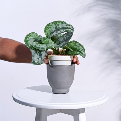 Gunmetal Goblet Planter