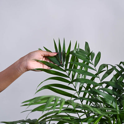 Bamboo Palm XL