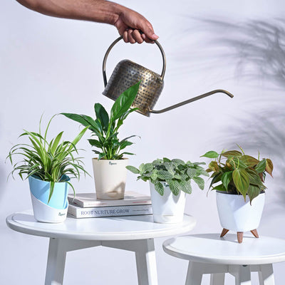 Mini Rainforest Indoor Plant Bundle