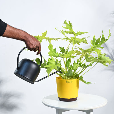 Philodendron Selloum Golden Plant